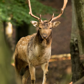 zoči voči danielovi