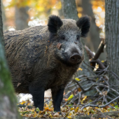 bachyňa