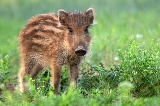 zvedavý pyžamkáč