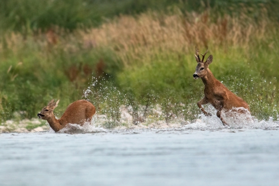 naháňačka vo Váhu