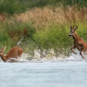 naháňačka vo Váhu