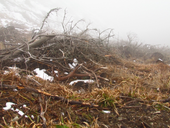 Ani hmla ho neskrila