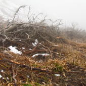 Ani hmla ho neskrila