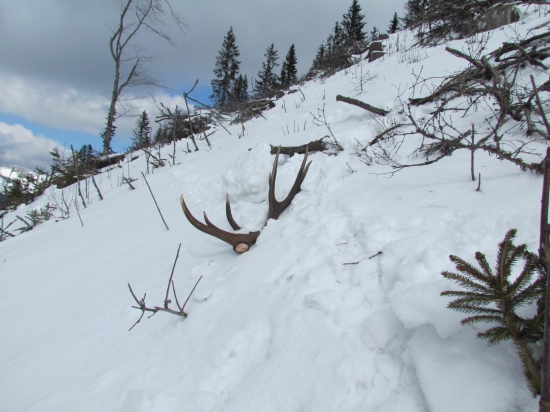 Hôlnak ma nesklamal