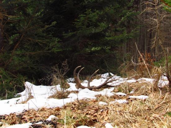 12cka na jelenom chodničku