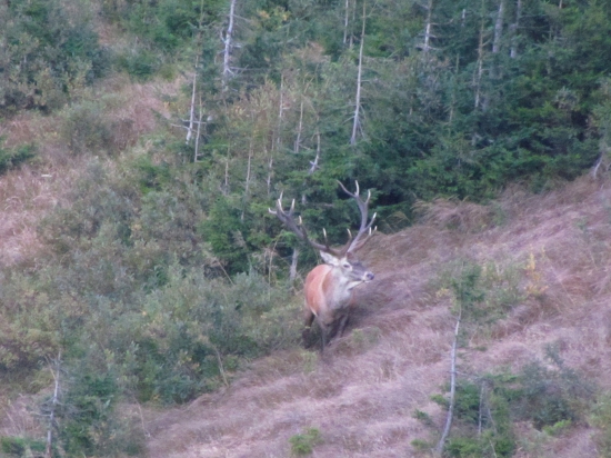 Z tych silnejsich tuto ruju