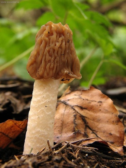 smrčkovec český (Verpa bohemica)