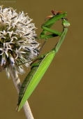 modlivka zelená  (Mantis religiosa)