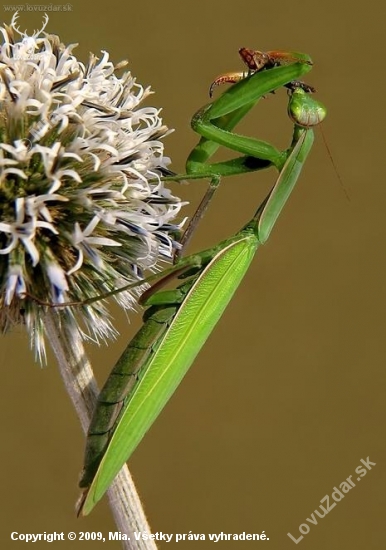 modlivka zelená  (Mantis religiosa)