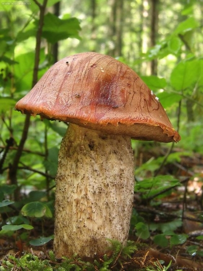 kozák smrekový (Leccinum piceinum)