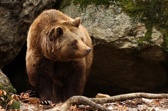 medveď hnedý (Ursus arctos)