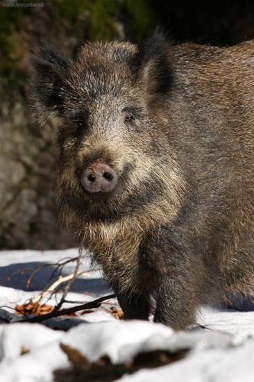 diviak lesný (Sus scrofa)