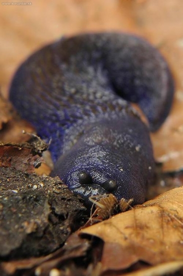 slizniak karpatský (Bielzia coerulans)