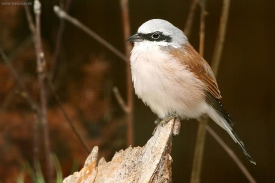 strakoš červenochrbtý (Lanius collurio)