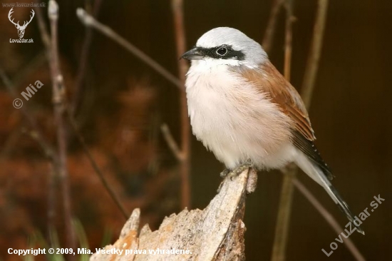 strakoš červenochrbtý (Lanius collurio)