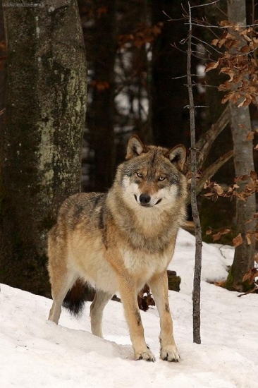 vlk dravý (Canis lupus)