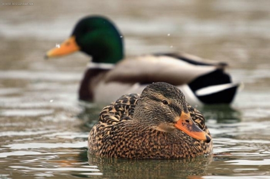 kačica divá (Anas platyrhynchos)