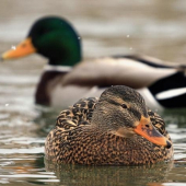 kačica divá (Anas platyrhynchos)