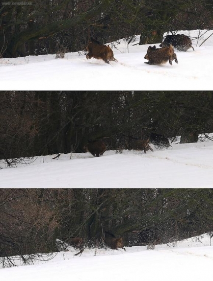 útek - diviak lesný (Sus scrofa)