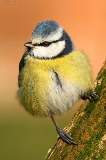 sýkorka belasá (Parus caeruleus)
