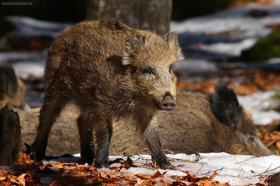 diviak lesný (Sus scrofa)
