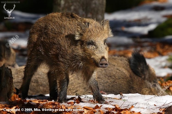 diviak lesný (Sus scrofa)