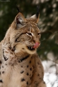 rys ostrovid (Lynx lynx)