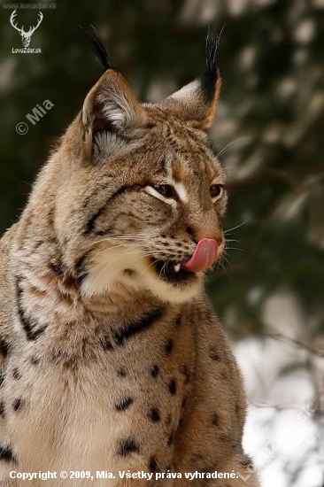 rys ostrovid (Lynx lynx)