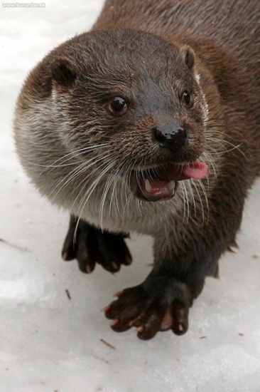vydra riečna (Lutra lutra)