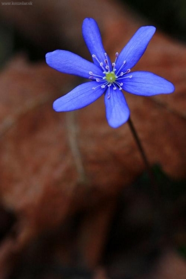 Pečeňovník trojlaločný