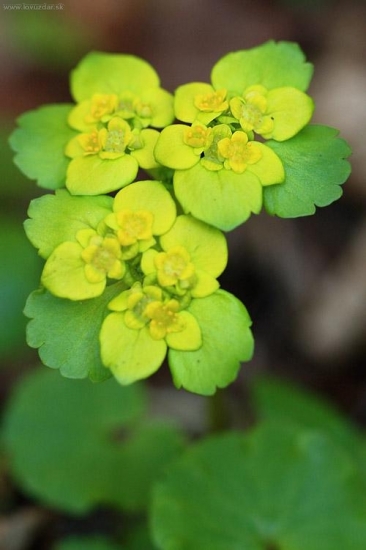 Slezinovka striedavolistá