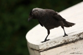 Corvus monedula (kavka obyčajná)