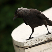 Corvus monedula (kavka obyčajná)