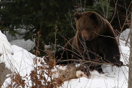 Srnku treba pekne pozakrývať