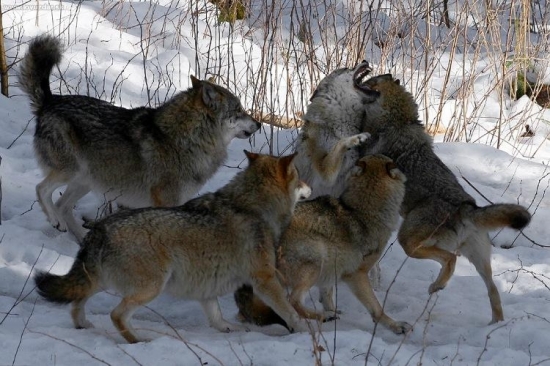 Kto má väčšie zuby?