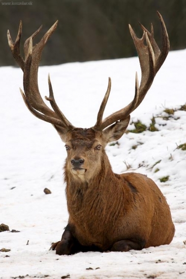 Jeleň lesný (Cervus elaphus)