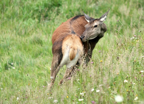 čo to cítim?