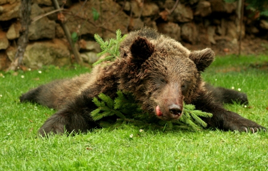 úspech na prvej vychádzke...