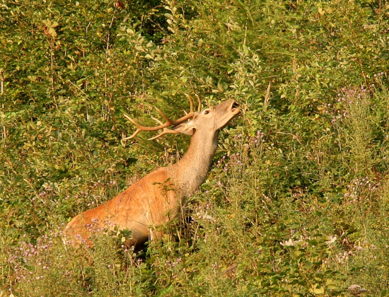 večer v rúbani...