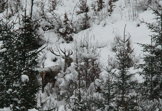 jedného zimného večera...
