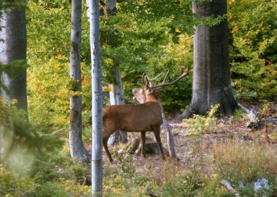 spomienka