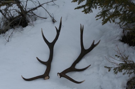 ...kamarát mal štastie...