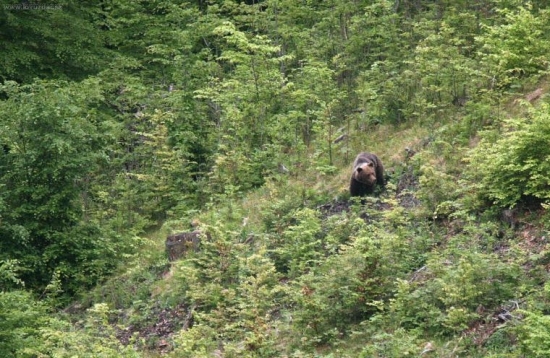 čakal medvedicu...