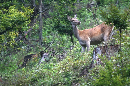 jelenička