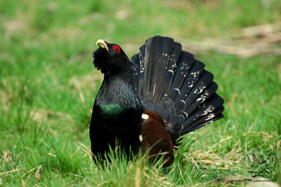 Tetrov Hlucháň (Tetrao Urogallus)