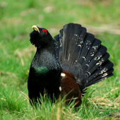 Tetrov Hlucháň (Tetrao Urogallus)