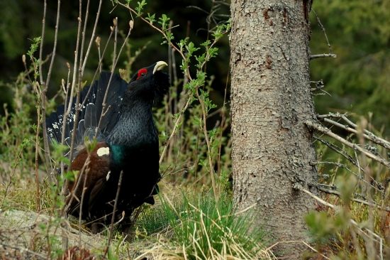 Tetrov Hlucháň (Tetrao Urogallus) 2