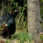 Tetrov Hlucháň (Tetrao Urogallus) 2