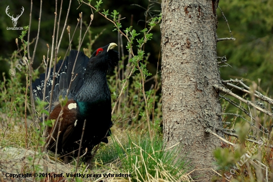 Tetrov Hlucháň (Tetrao Urogallus) 2