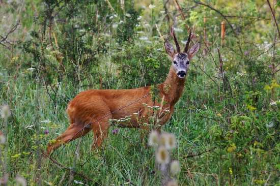 Za hlasom vábničky